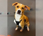 Small #8 Dachsador