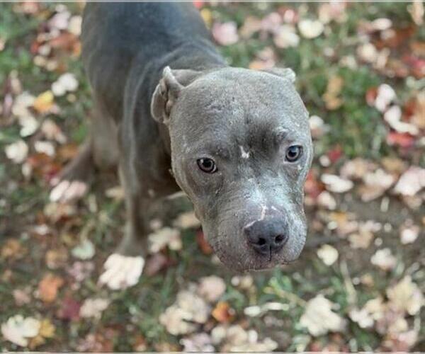 Medium Photo #1 American Pit Bull Terrier Puppy For Sale in Tulsa, OK, USA