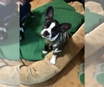 Small Photo #3 Boston Terrier Puppy For Sale in IMPERIAL BCH, CA, USA