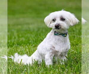 Maltese Dogs for adoption in Arlington, VA, USA