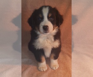 Miniature Australian Shepherd Puppy for sale in BIG SANDY, TX, USA