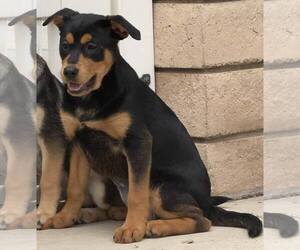Kora - Female Mutt Dog for Adoption - Photo #7