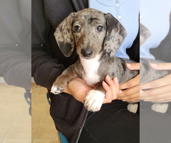 Medium Photo #2 Dachshund Puppy For Sale in WALLACE, CA, USA