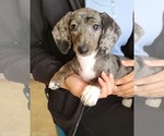 Small #1 Dachshund