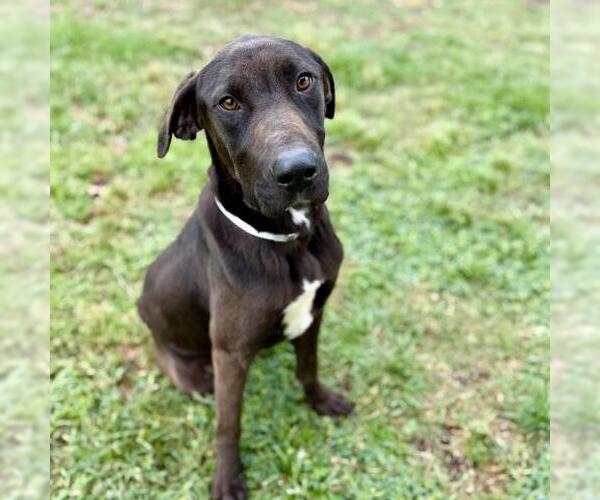 Medium Photo #1 Labrador Retriever-Unknown Mix Puppy For Sale in Conroe, TX, USA