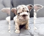 Small #6 French Bulldog