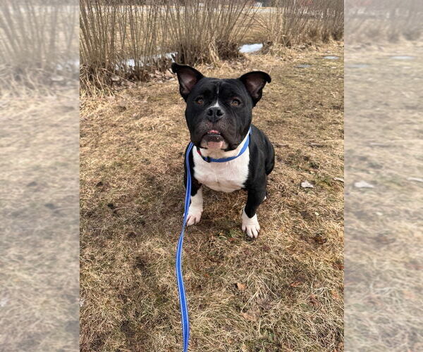 Medium Photo #2 American Bulldog-Unknown Mix Puppy For Sale in Muskegon, MI, USA