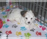 Small Photo #11 Papitese Puppy For Sale in ORO VALLEY, AZ, USA