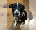 Small #1 American Pit Bull Terrier Mix