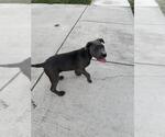 Small American Staffordshire Terrier Mix