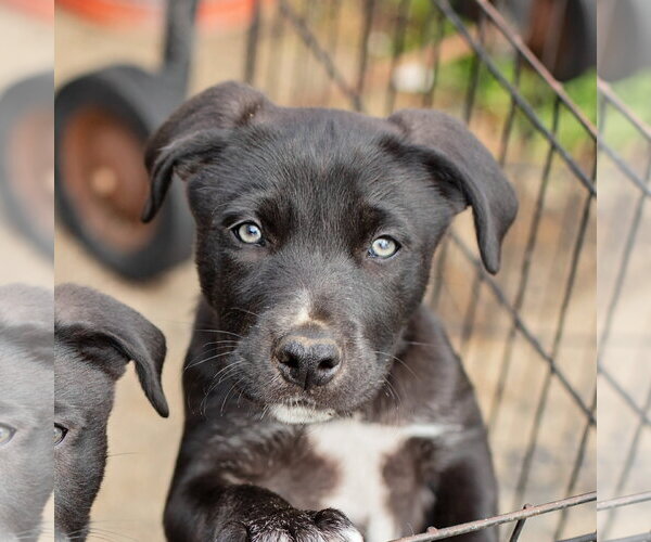 Medium Photo #3 Border Collie-Unknown Mix Puppy For Sale in Landenberg, PA, USA