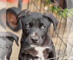 Small #2 Border Collie Mix