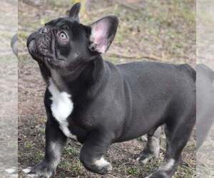French Bulldog Puppy for sale in Pilis, Pest, Hungary