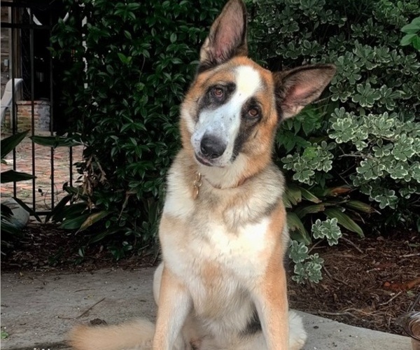Medium Photo #1 German Shepherd Dog Puppy For Sale in OZARK, AL, USA