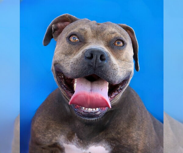 Medium Photo #1 Mutt Puppy For Sale in Pasadena, CA, USA
