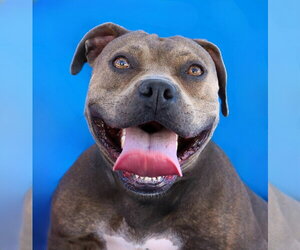 Mutt Dogs for adoption in Pasadena, CA, USA