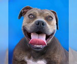 DANDELION - Female Mutt Dog for Adoption - Small photo