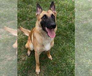 Mutt Dogs for adoption in Conroe, TX, USA