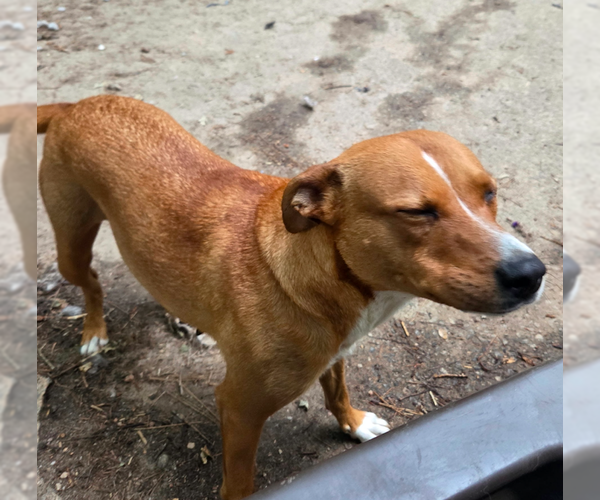 Medium Photo #3 Carolina Dog-Labrador Retriever Mix Puppy For Sale in Decatur, GA, USA