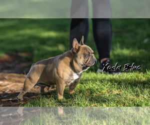 Father of the French Bulldog puppies born on 11/08/2022