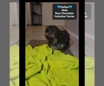 Small #1 Yorkshire Terrier