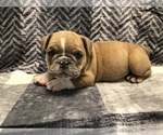 Small Photo #8 English Bulldog Puppy For Sale in MILTON, FL, USA