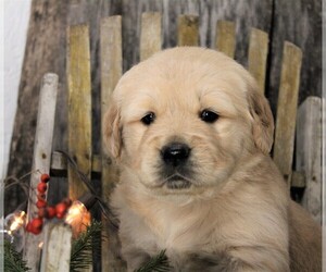 Golden Retriever Dog for Adoption in JONES, Michigan USA