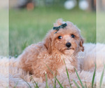 Small #7 Maltipoo (Miniature)