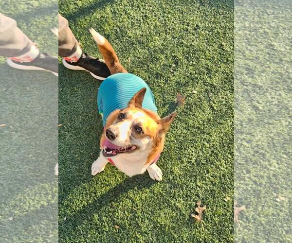 Medium Photo #2 Mutt Puppy For Sale in Rockwall, TX, USA