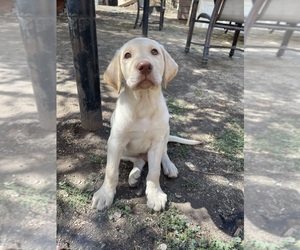 Labrador Retriever Puppy for sale in SAN JOSE, CA, USA