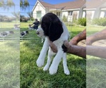 Puppy Daphne English Springer Spaniel
