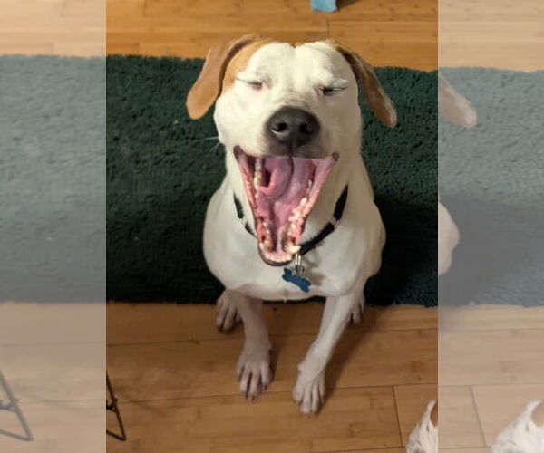 Medium Photo #3 Mutt Puppy For Sale in Plainfield, IL, USA