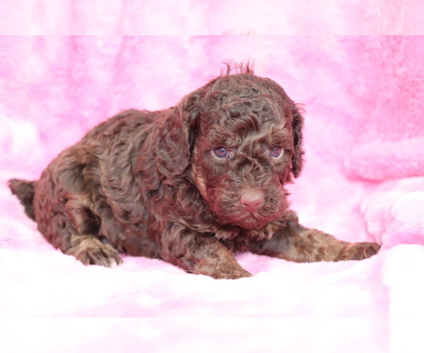 Medium Photo #3 Poodle (Miniature) Puppy For Sale in SHILOH, OH, USA