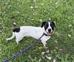 Small Labrador Retriever Mix