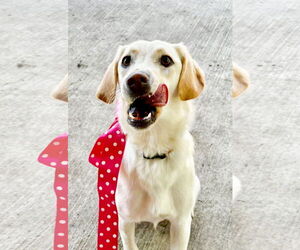 Sheprador Dogs for adoption in Dallas, TX, USA