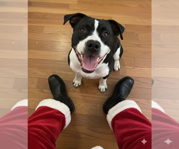 Medium Photo #1 Mutt Puppy For Sale in Evansville, IN, USA