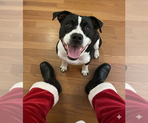 Mutt Dogs for adoption in Evansville, IN, USA