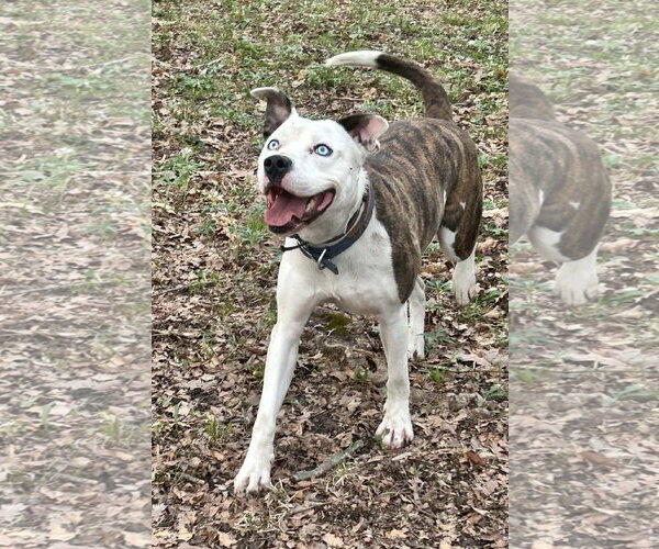Medium Photo #1 American Pit Bull Terrier-Unknown Mix Puppy For Sale in Germantown, OH, USA