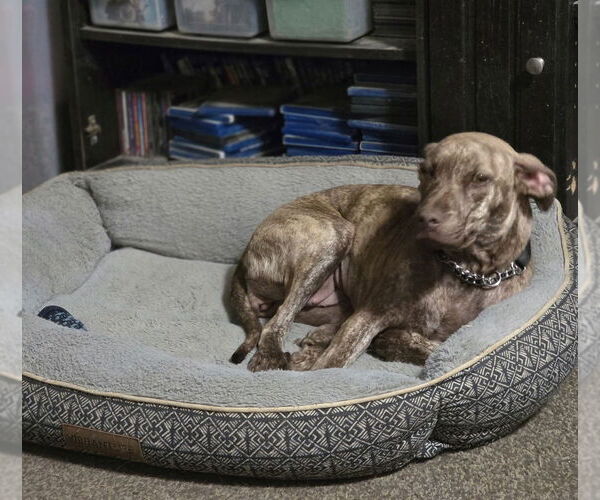 Medium Photo #1 Boxador Puppy For Sale in Aurora, IN, USA