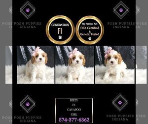 Cavapoo Puppy for sale in WARSAW, IN, USA