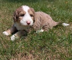 Small #2 Miniature Bernedoodle