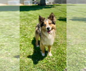 Australian Shepherd Dogs for adoption in Aurora, IN, USA