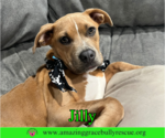 Small Photo #18 American Pit Bull Terrier-Unknown Mix Puppy For Sale in Milton, FL, USA