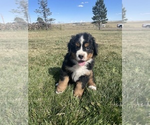 Bernese Mountain Dog Puppy for Sale in FRANKTOWN, Colorado USA
