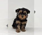 Small #2 Yorkipoo