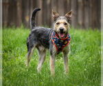 Small #2 Mutt
