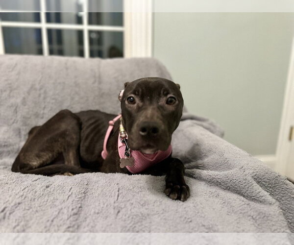 Medium Photo #1 Mutt Puppy For Sale in Mundelein, IL, USA