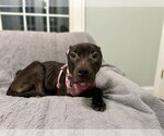 Small Mutt