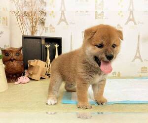 Shiba Inu Puppy for sale in NEW YORK, NY, USA