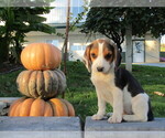 Small Photo #26 Beagle Puppy For Sale in SUGARCREEK, OH, USA